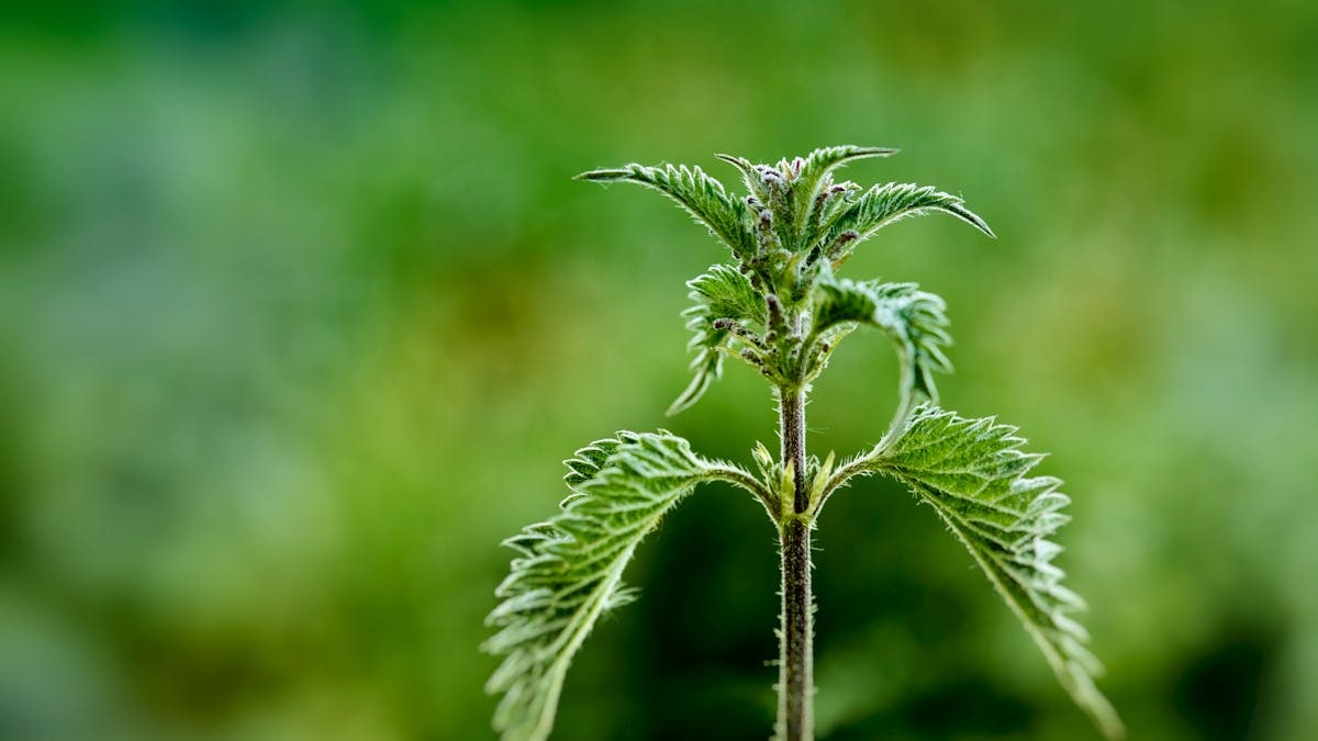 Macro shot of a vibrant green stinging nettle plant with a blurred background.